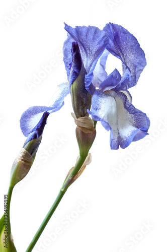 blue iris flower on white background, White with purple iris isolated on the white background