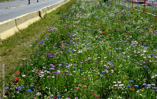 meadow sown between roads. It is a mixture of low annuals, covering more than 25 species. The mixture is suitable for sowing in flower beds, rockeries or larger boxes. photo