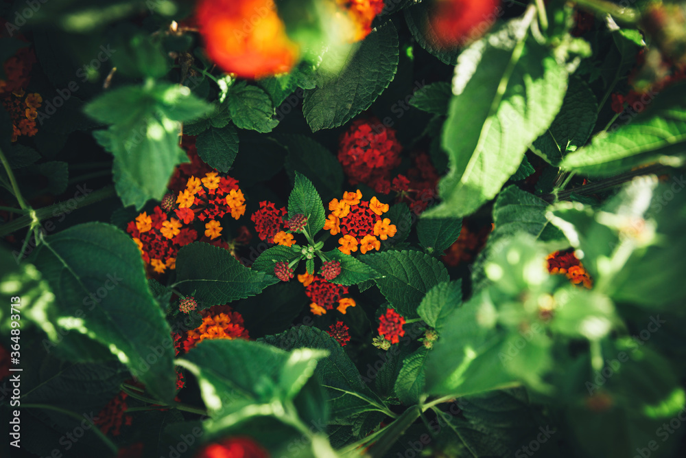 Juicy Red-orange Lantana flowers in green bush with sun flare Juicy Red-orange Lantana flowers in green bush with sun flare