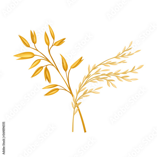 Golden Grain Crop Ear or Grain Head Vector Illustration