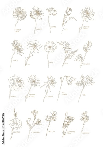 collection of different flowers