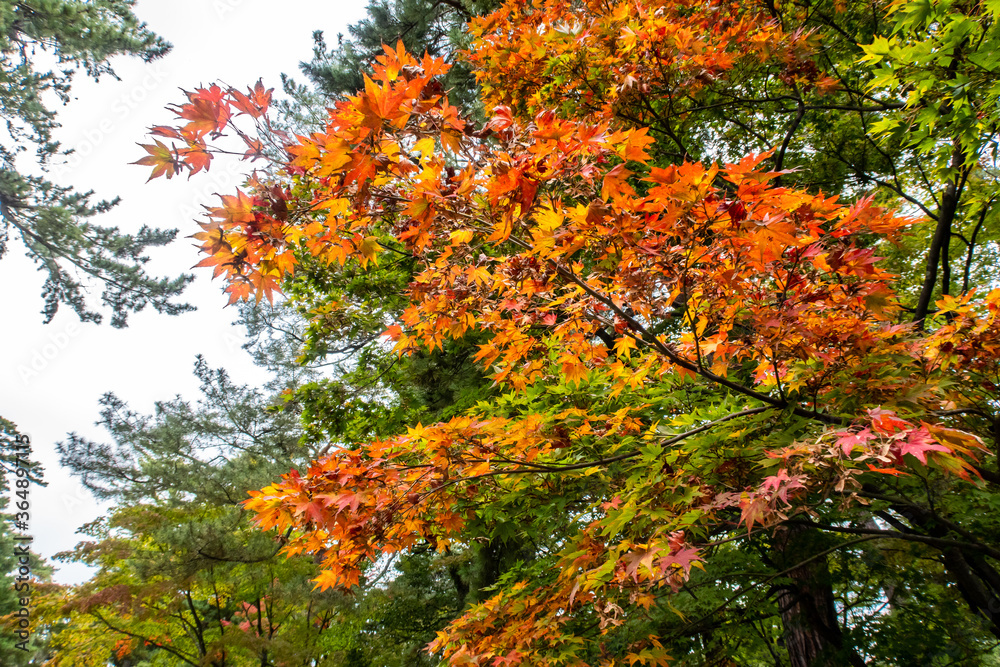 Maple (Acer) tree branch with orange vivid autumn leaves in Kenroku-en Garden in Kanazawa, Japan.