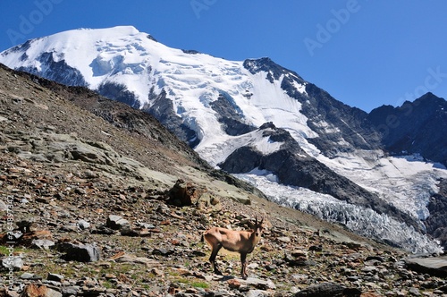 Young ibex posing in front of the Mont Blanc glacier, Haute-Savoie, France