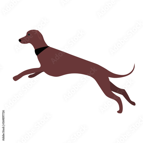 greyhound walking .  dog running. Vector illustration in flat style. 