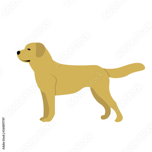 Labrador dog walking sticker. Vector illustration in flat style. 