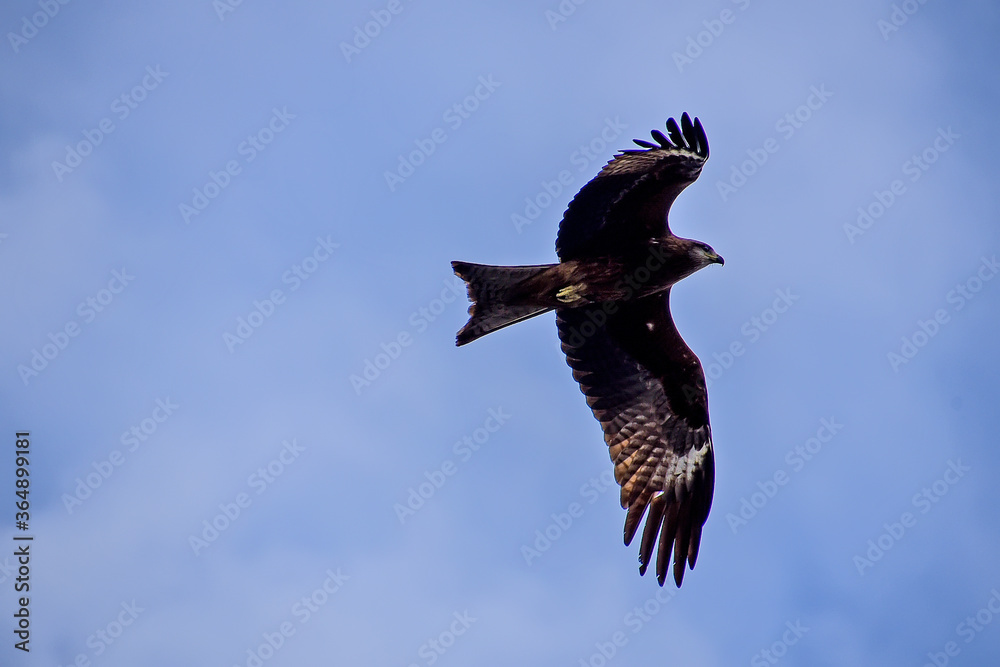 Obraz premium red tailed hawk