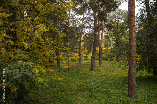 paths in a dense forest