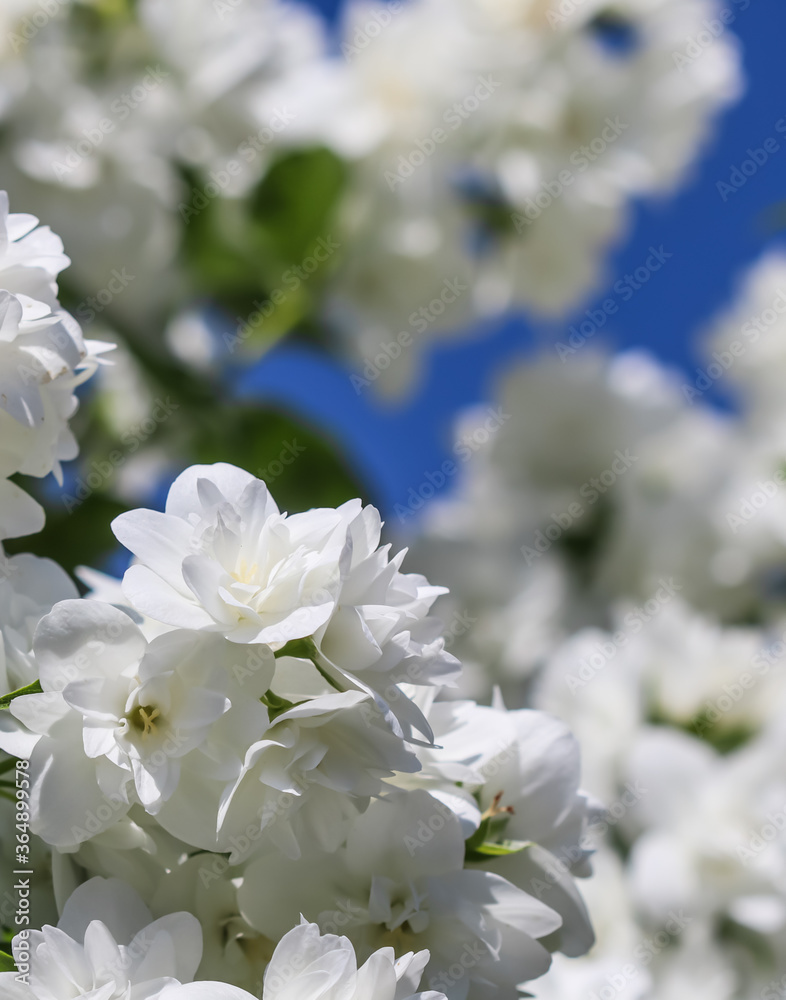 White terry jasmine flowers in the garden against blue sky