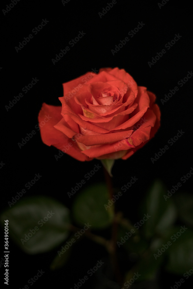 Rose on a black background Rose on a black background
