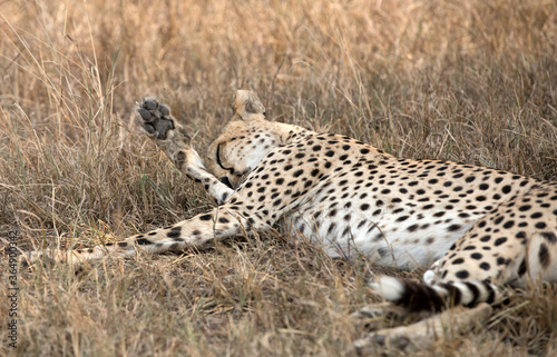 A Cheetah (Acinonyx jubatus) resting in the late afternoon - Tanzania . © Grantat