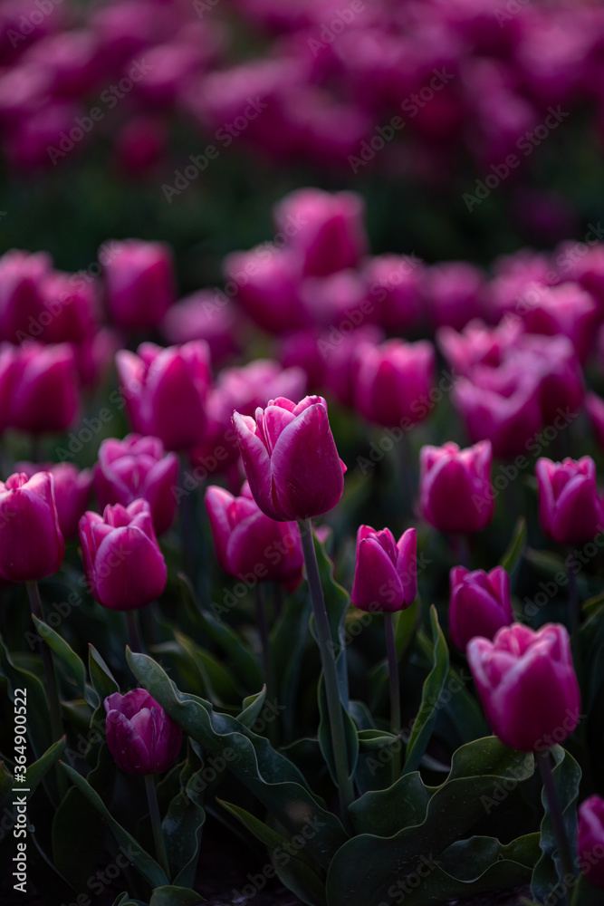 Fototapeta premium The tulips of The Netherlands