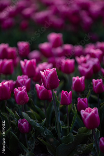 The tulips of The Netherlands