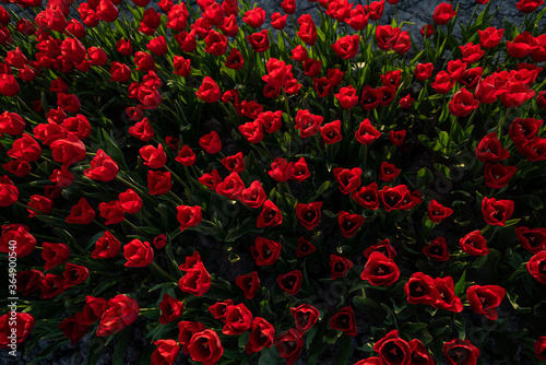 The red tulips of The Netherlands