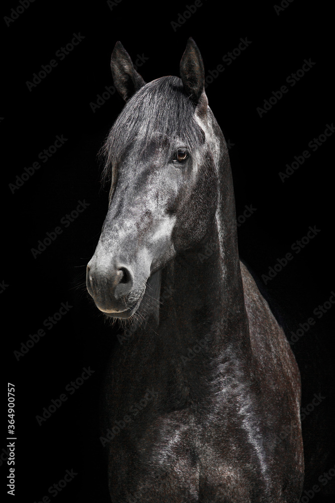 Obraz premium White horse