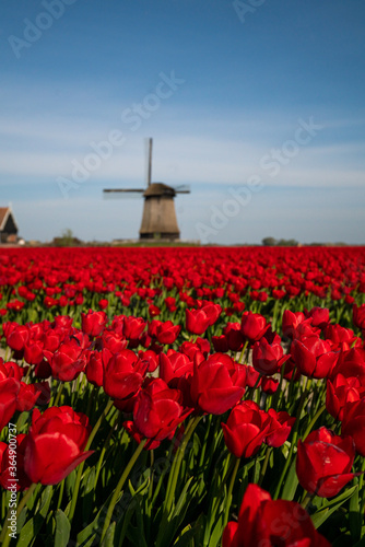 The red tulips of The Netherlands