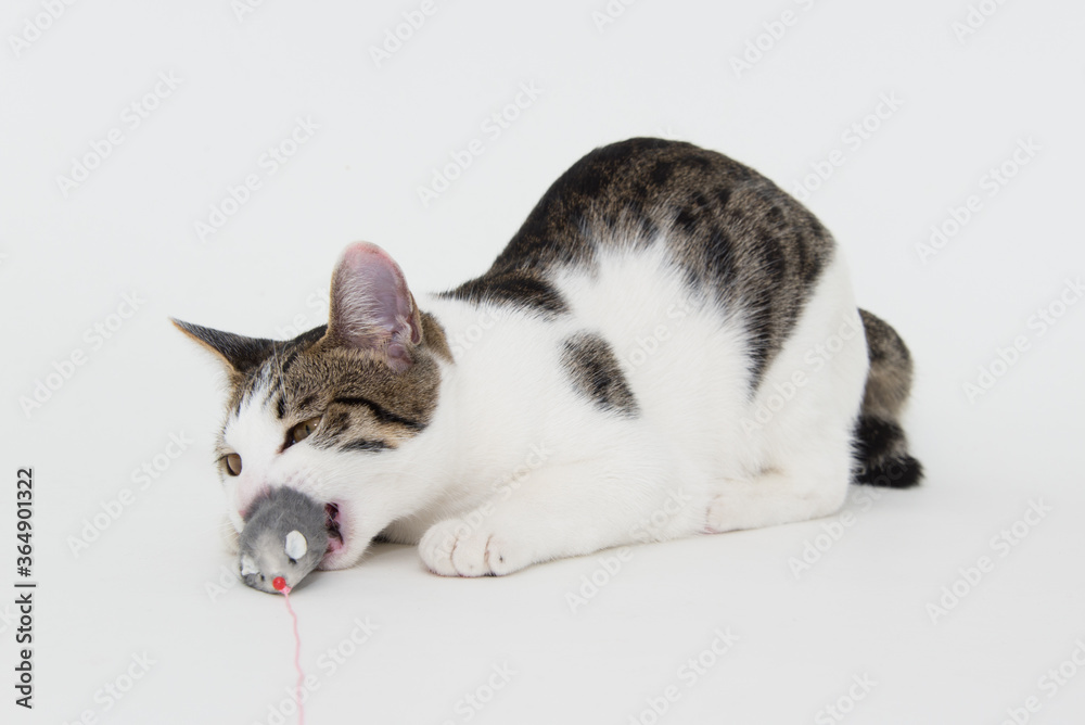 おもちゃのねずみに噛み付く猫