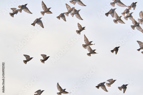 Flying pigeons. Flock, flight of birds. Free birds isolated on a white background
