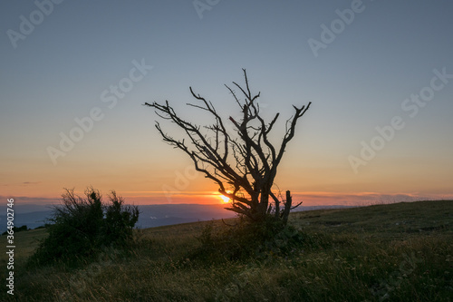 Dead tree at sunset, Provence