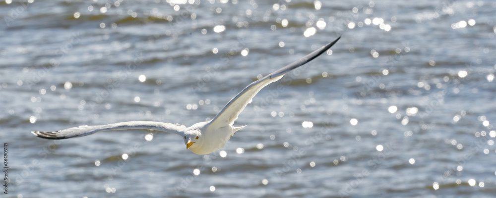 Wide long cover or banner, flying seagull against the sea, reflection of the sun in the water Wide long cover or banner, flying seagull against the sea, reflection of the sun in the water