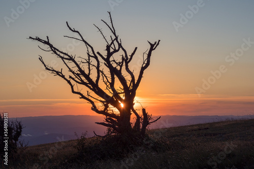 Dead tree at sunset  Provence