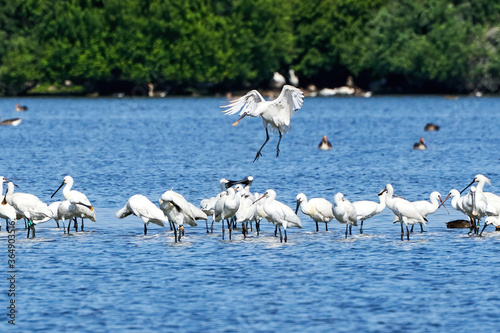 A white spoonbill flies above a large group of spoonbills standing in water