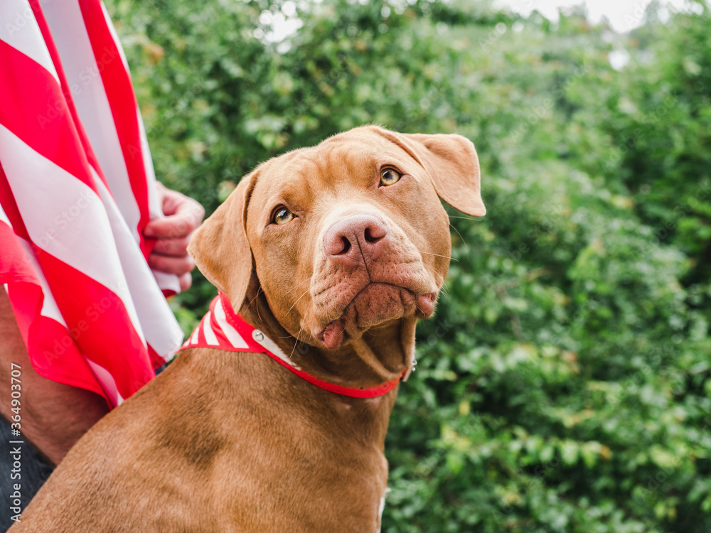 Handsome man, adorable puppy and American Flag. View from the back, close-up. Concept of care, education, obedience training and raising of pets