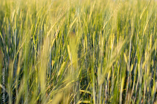 A field of wheat or rye on a Sunny day. A lot of ears