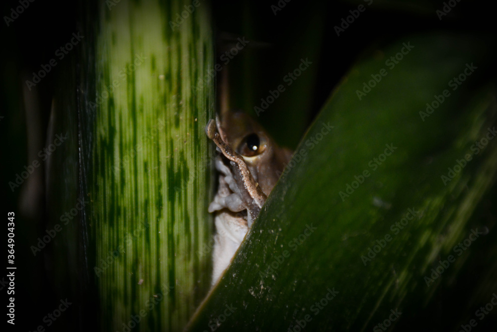 Obraz premium Polypedates leucomystax (Common Tree Frog) is an amphibian in the Old World Tree Frog family. It relates to fresh water sources. This frog is about to hide in its hidden green leaves.