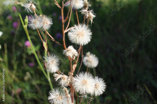 fluffy plant with seeds in the forest in summer