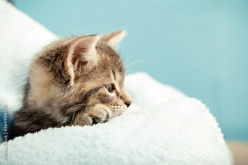 Obraz premium Kitten portrait with paw in profile view looking side. Cute tabby kitten in blue plaid. Newborn kitten Baby cat Kid domestic animal. Home pet. Cozy home winter. Closeup portrait with copy space