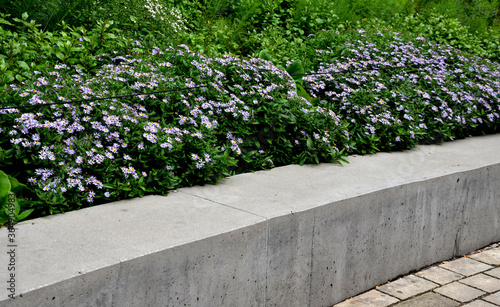 Schilderij op canvas retaining seat wall made of pure cast concrete blooms purple flowers behind it t