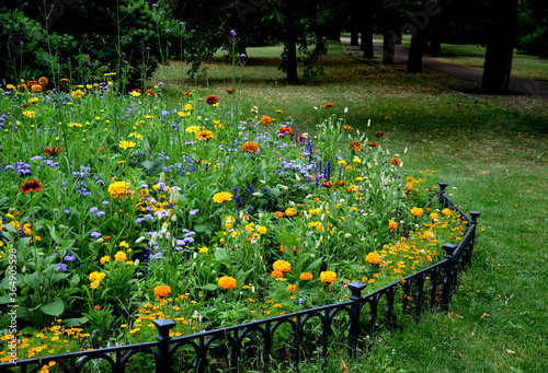 annual flowerbed with yellow and blue 
 flowers bordered by a low fence of metal gray fittings. landscaping in summer with sage photo