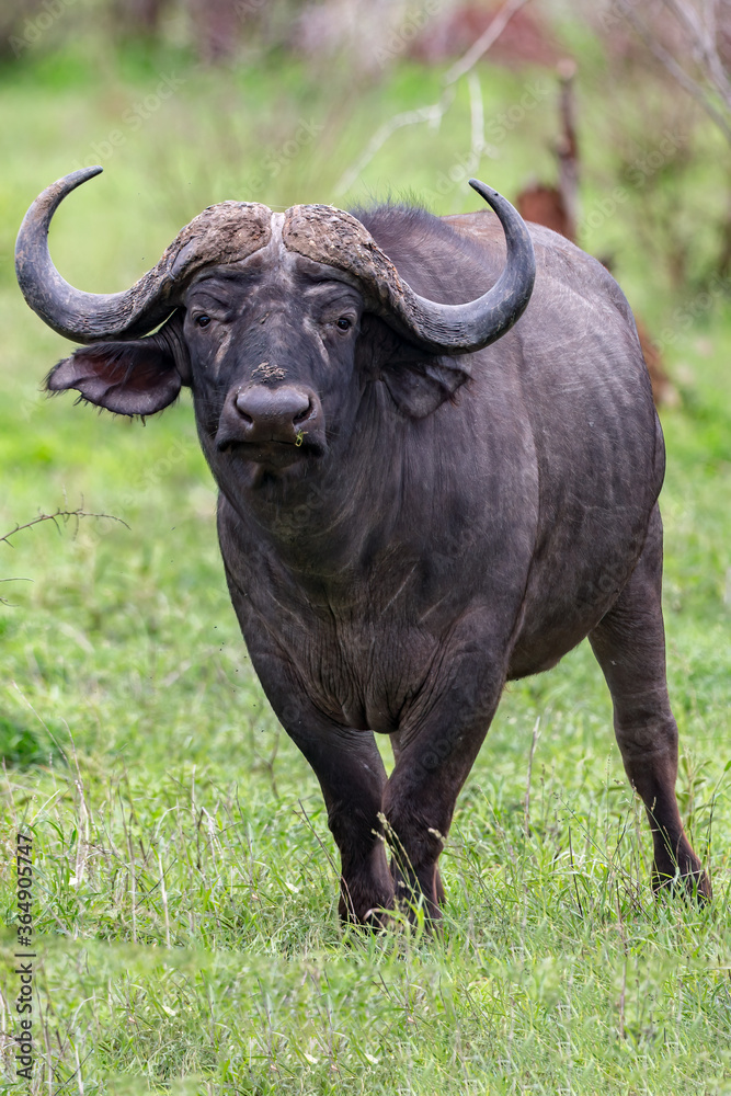 Buffalo Buffalo