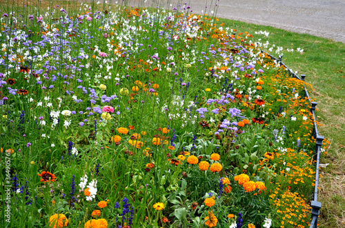 annual flowerbed with yellow and blue 
 flowers bordered by a low fence of metal gray fittings. landscaping in summer with sage photo