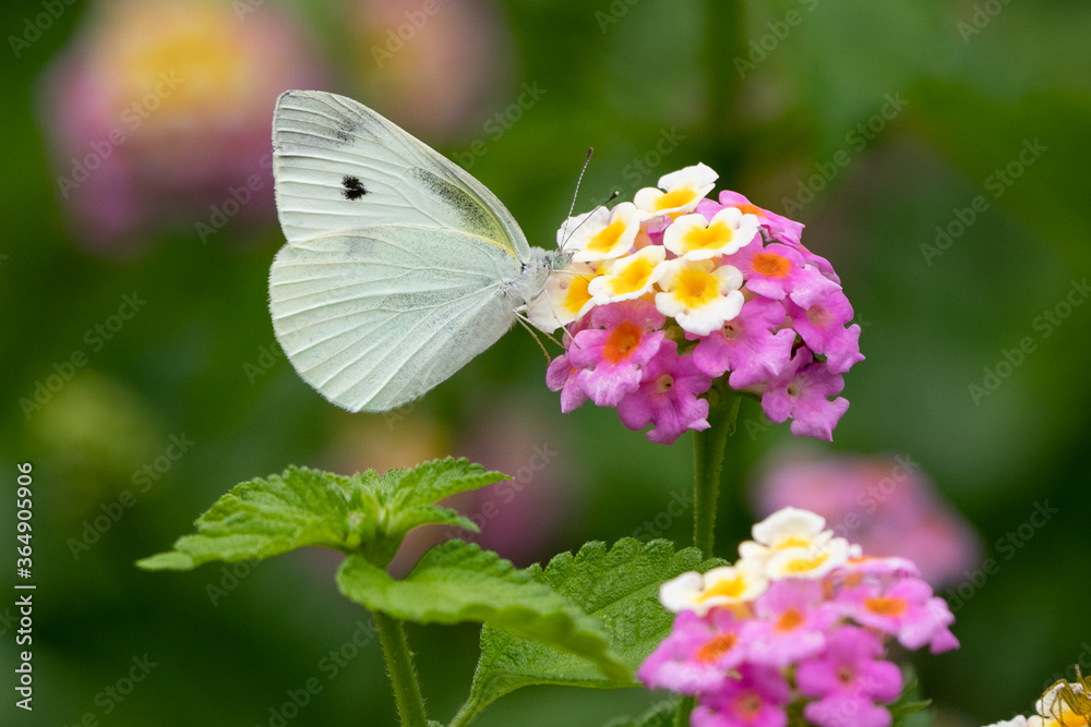 紫陽花の花とモンシロチョウ 千葉県南房総市 日本 紫陽花の花とモンシロチョウ 千葉県南房総市 日本