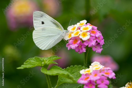 紫陽花の花とモンシロチョウ　千葉県南房総市　日本