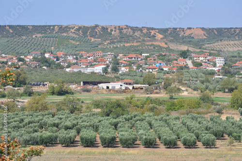 Olive trees in Chalkidiki
