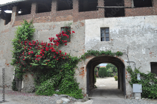 Fototapeta Naklejka Na Ścianę i Meble -  rose plant (Rosa) red flower on ancient wall
