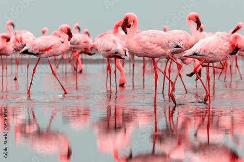 Wild african birds. Group of red flamingo birds on the blue lagoon.