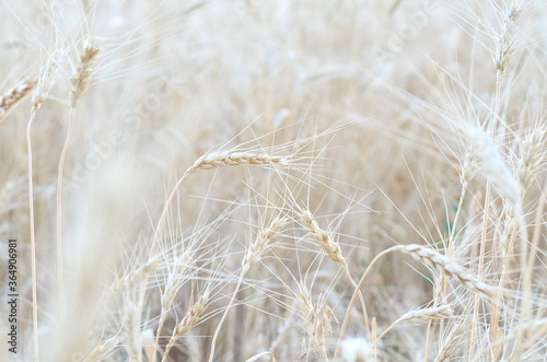 wheat ears in the summer field
