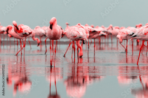 Wild african birds. Group of red flamingo birds on the blue lagoon.