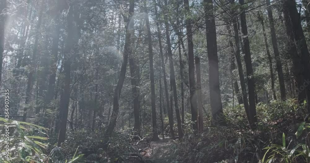 POV walking through forest as sun shines through trees, water drops falling as snow melting. Look Up View in Tropical Forest Background. Slow motion steady Footage. Japan. POV walking through forest as sun shines through trees, water drops falling as snow melting. Look Up View in Tropical Forest Background. Slow motion steady Footage. Japan.
