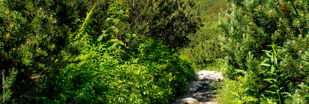 Mountain path between shrubs and mountain pine Mountain path between shrubs and mountain pine