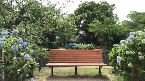ベンチ　あじさい　公園
