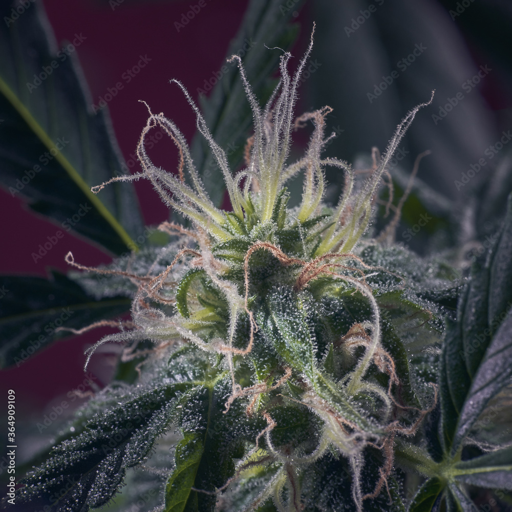 Macro of cannabis flowers and leaves on a dark background Macro of cannabis flowers and leaves on a dark background