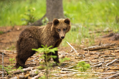Young brown bear, ursus arctos, standing in forest in summertime. Immature predator looking at the ground in woodland. Juvenile animal staring in green nature.
