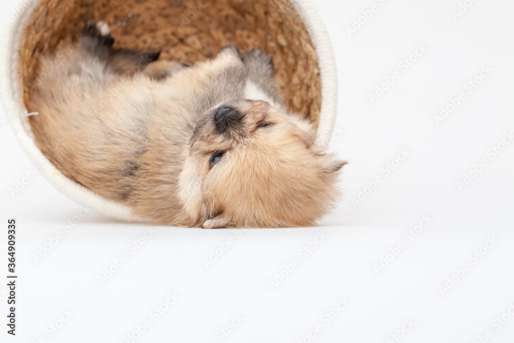 Adorable pomeranian spitz dog puppy laying in a rush basket with natural light. High quality photo Adorable pomeranian spitz dog puppy laying in a rush basket with natural light. High quality photo