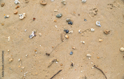 Strandgut am Strand von Thailand, Muscheln Steine photo