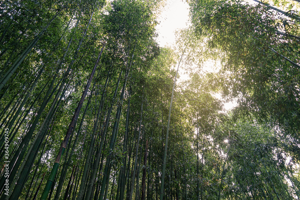 Obraz premium A fresh and cool summer bamboo forest trip in Ulsan, South Korea
