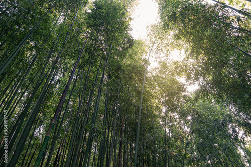 A fresh and cool summer bamboo forest trip in Ulsan  South Korea